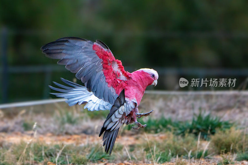 飞行杆(Eolophus roseicapilla)